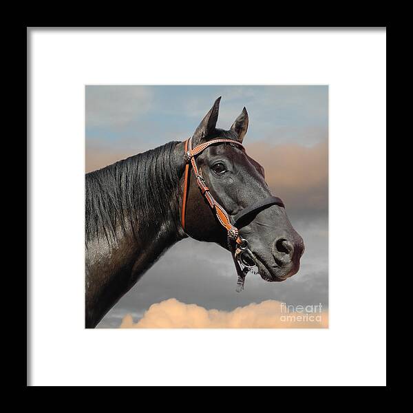 Horse Framed Print featuring the photograph Head in The Clouds by Carol Randall