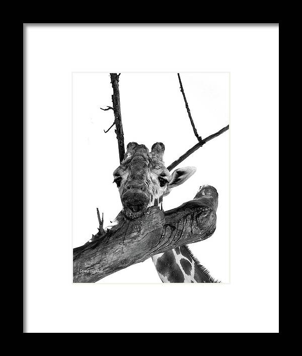 Giraffe Framed Print featuring the photograph Head In The Trees by Donna Blackhall