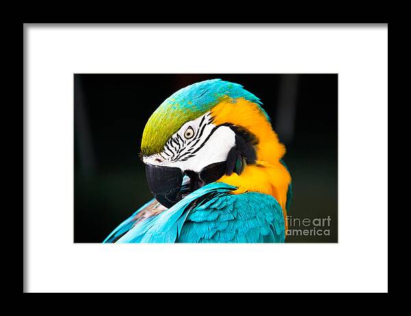 Animal Framed Print featuring the photograph Head of parrot by Amanda Mohler