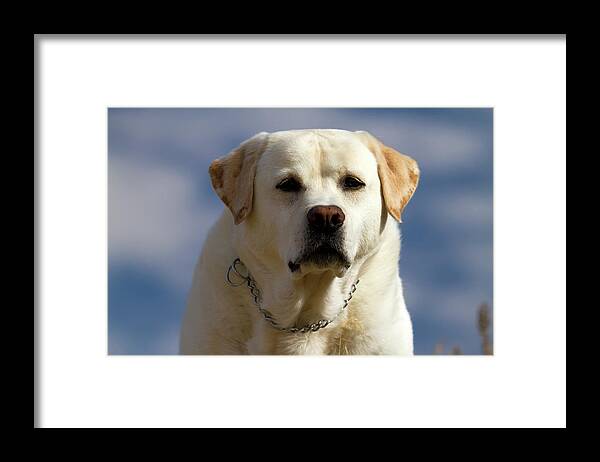Dogs Framed Print featuring the photograph Head shot Yellow Labrador Retriever by Waterdancer 