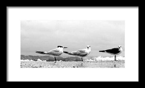 Tern Framed Print featuring the photograph Heads Turned by David Ralph Johnson