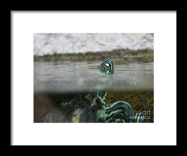  Turtle Framed Print featuring the photograph Heads Up by Erick Schmidt
