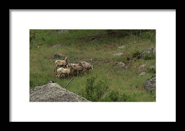 Rocky Framed Print featuring the photograph Hearding Goats by Sean Allen