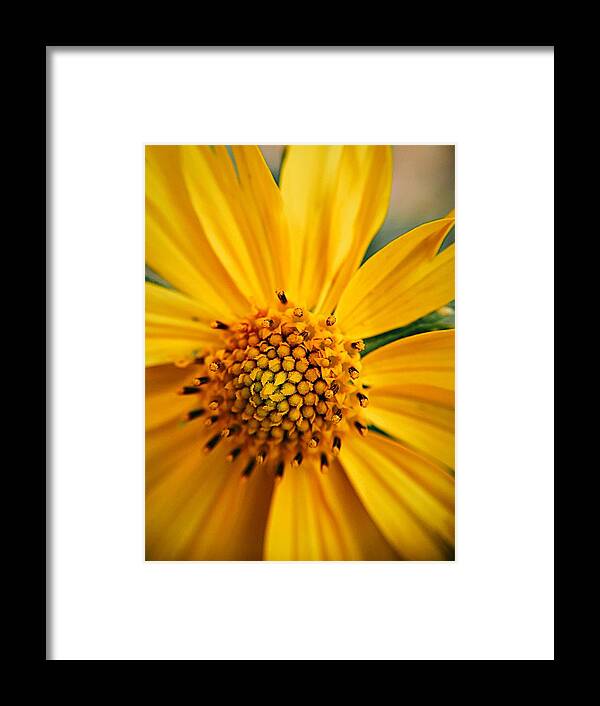 Sunflower Framed Print featuring the photograph Heart and Soul by Brad Hodges