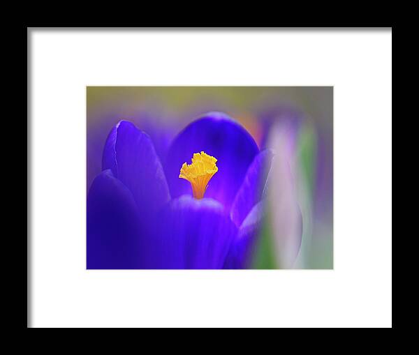 Crocus Framed Print featuring the photograph Heart of the Crocus by Inge Riis McDonald