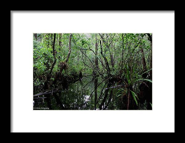 Swamp Framed Print featuring the photograph Heart of the Swamp by Barbara Bowen
