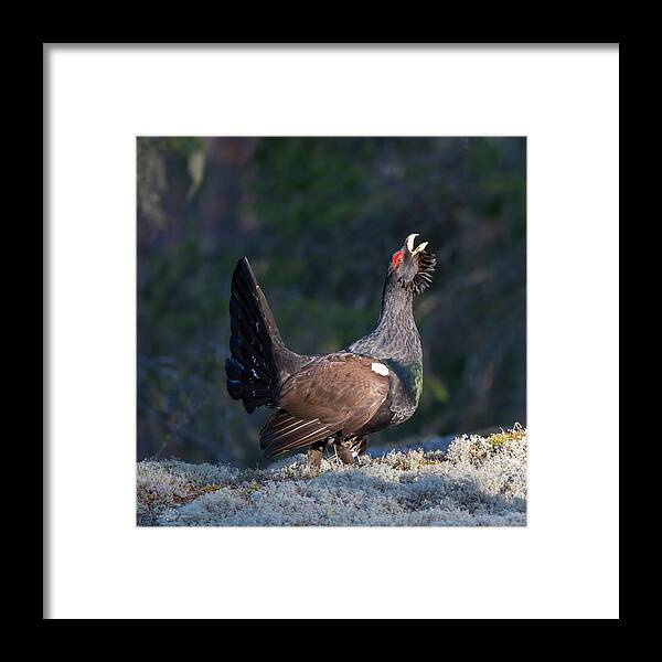 Heather Cock In The Morning Sun Framed Print featuring the photograph Heather Cock in the Morning Sun by Torbjorn Swenelius