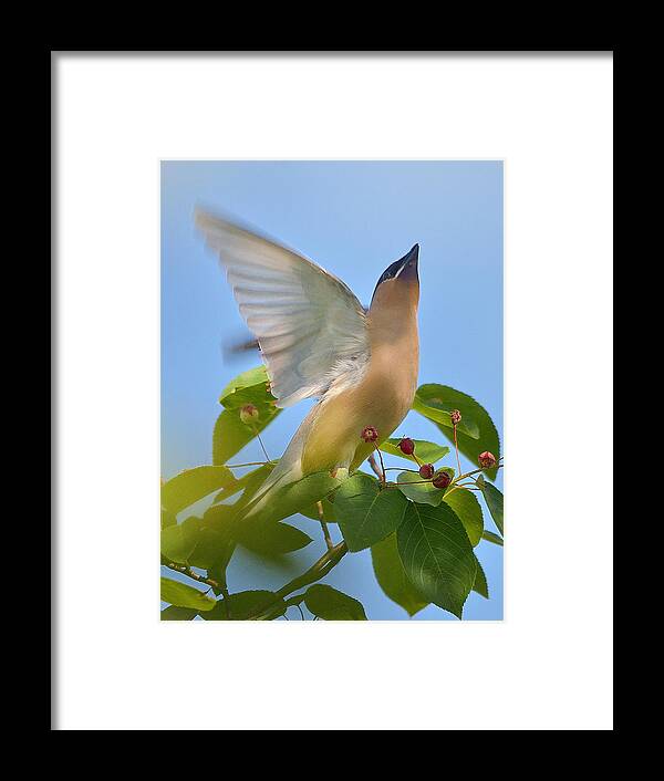 Up Framed Print featuring the photograph Heaven by Toshihide Takekoshi