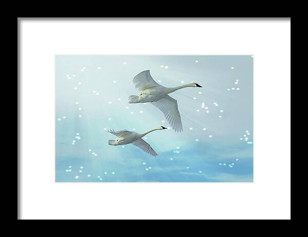 Swans Framed Print featuring the photograph Heavenly Swan Flight by Patti Deters