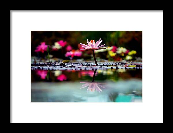 Flower Framed Print featuring the photograph Heaven's Masterpiece by Melanie Moraga