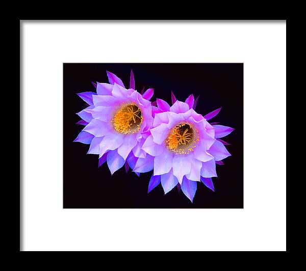Cactus-flower-blossoms Framed Print featuring the photograph Hedgehog Cactus Flower by Frank Houck