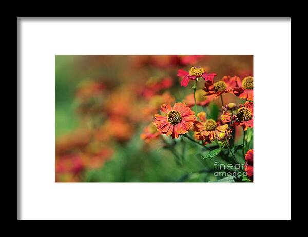 Helenium Framed Print featuring the photograph Helenium by Eva Lechner