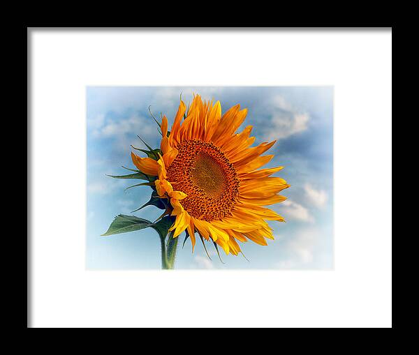 Sunflower Framed Print featuring the photograph Helianthus annuus Greeting the Sun by Bill Swartwout