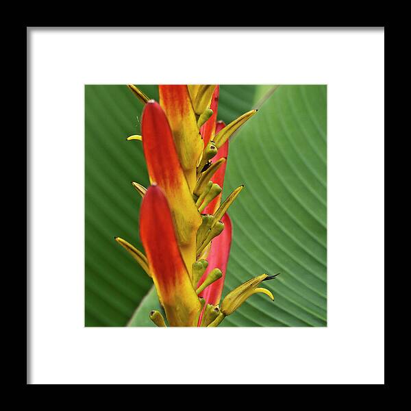 Heliconia Framed Print featuring the photograph Heliconia by Heiko Koehrer-Wagner