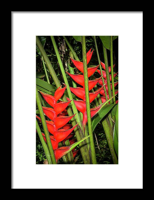 Flowers Framed Print featuring the photograph Heliconia by Jim Thompson