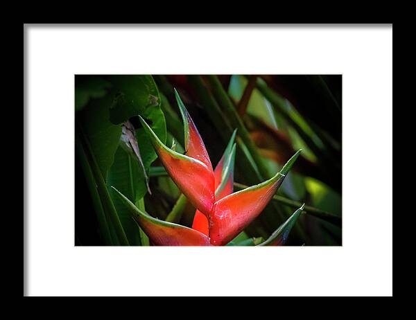 Colombia Framed Print featuring the photograph Heliconia Wagneriana Panaca Colombia by Adam Rainoff