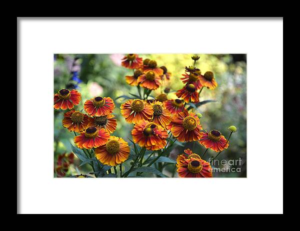 Helenium Framed Print featuring the photograph Hellenium Explosion by Tatyana Searcy