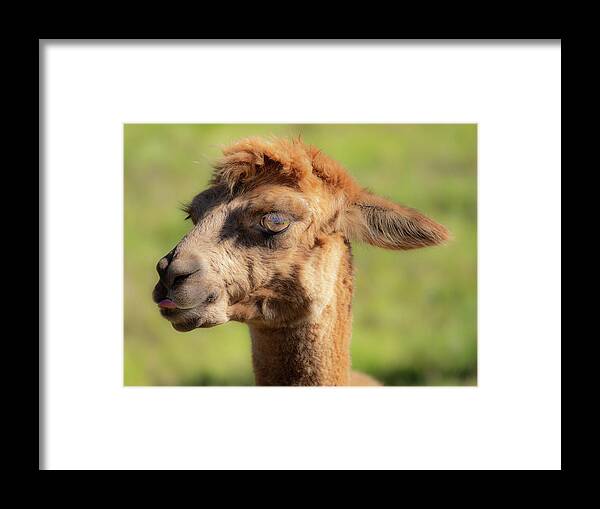 Alpaca Framed Print featuring the photograph Hello darling by Jeremy Holton