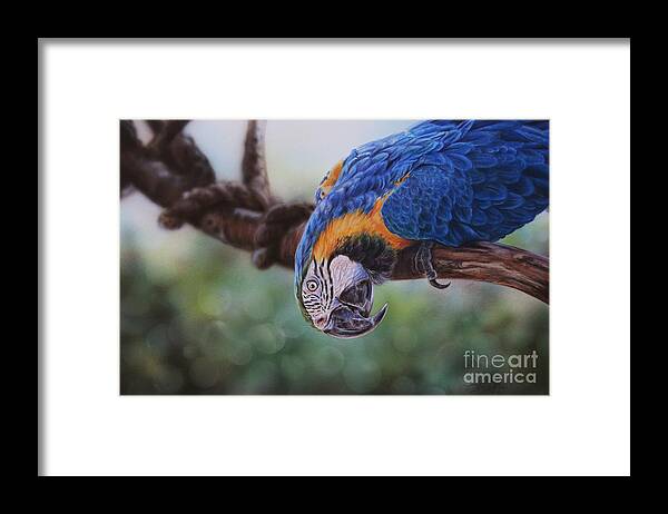 Macaw Framed Print featuring the painting Hello by Lachri