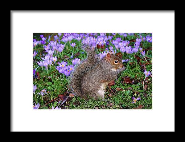 Flowers Framed Print featuring the photograph Hello by Martina Fagan