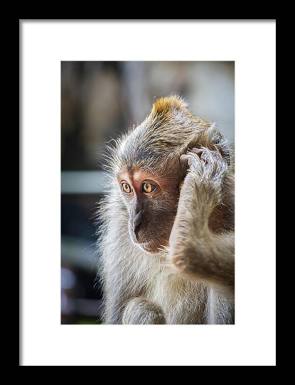 Monkey Framed Print featuring the photograph Hello, Monkey Here by Rick Deacon