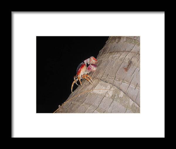 Crab Framed Print featuring the photograph Hello Mr. Crab by Kimberly Perry
