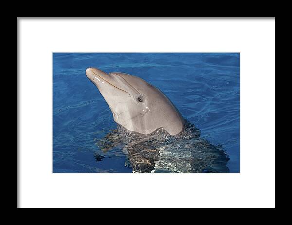 Dolphin Framed Print featuring the photograph Hello Nellie by Paul Rebmann