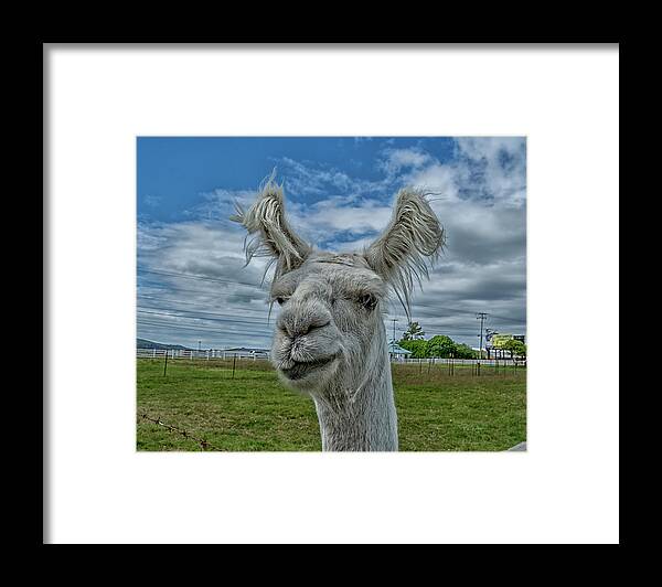 Llama Framed Print featuring the photograph Hello There by Bill Posner