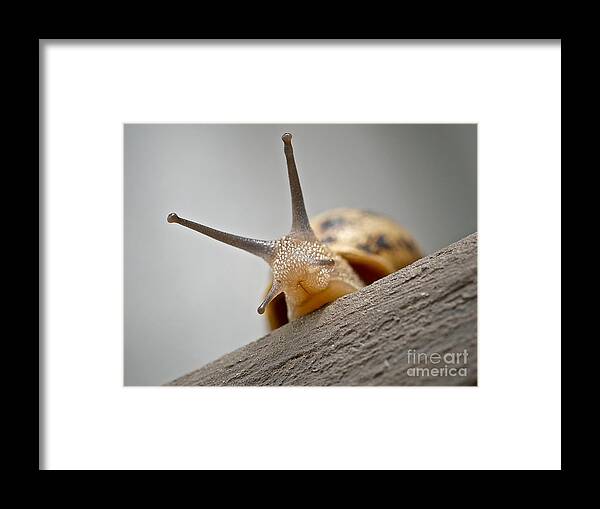 Slug Framed Print featuring the photograph Hello There by Elisabeth Derichs