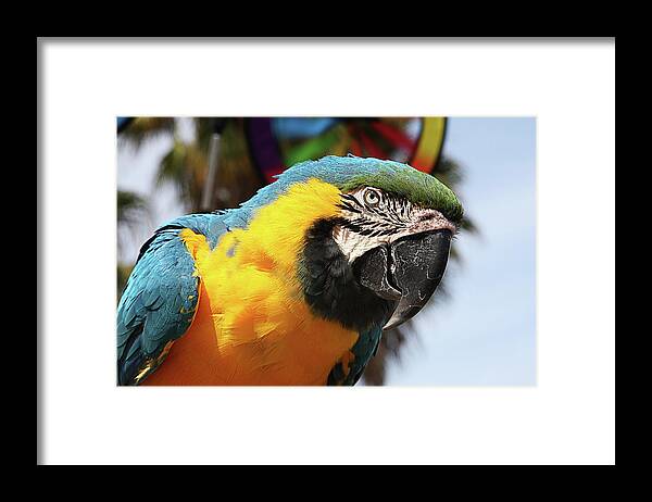 Parrot / Bird / Portrait / Close Up / Colorful Framed Print featuring the photograph Hello There by Susan Campbell