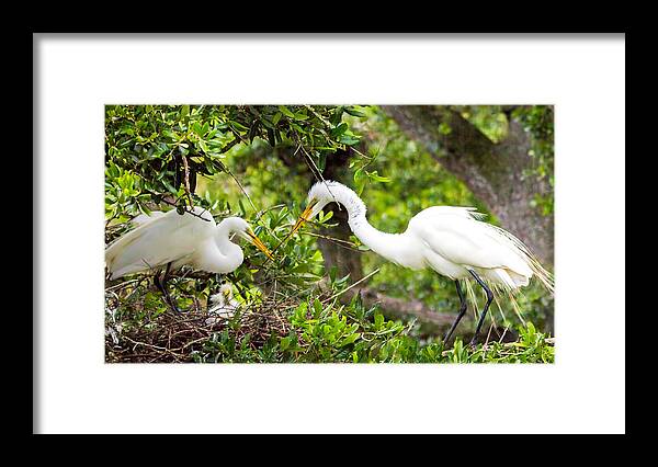 Egrets Framed Print featuring the photograph Helping Hand by Dorothy Cunningham