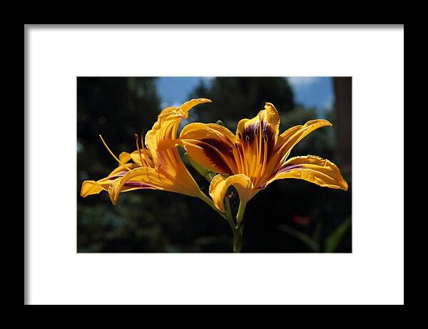 Day-lily Framed Print featuring the photograph Hemerocallis by John Moyer