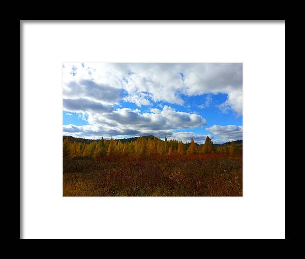 Nature Framed Print featuring the photograph Tamarack Creek 1 by Brook Burling