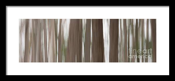 Trees Framed Print featuring the photograph Hemlock Grove by Phil Spitze