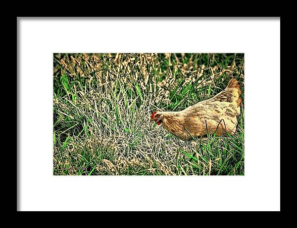 Chicken Framed Print featuring the photograph Hen Art by Lesa Fine