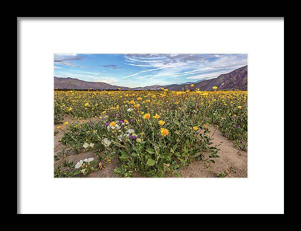 Anza - Borrego Desert State Park Framed Print featuring the photograph Henderson Canyon Super Bloom by Peter Tellone
