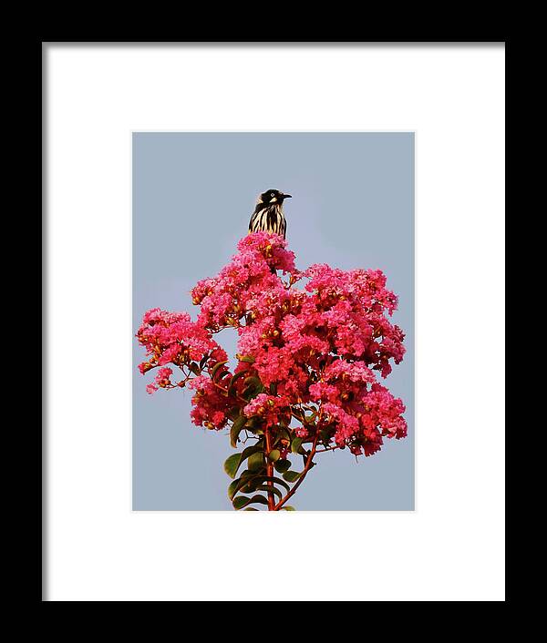 Bird Framed Print featuring the photograph Henry In The Sweet Bush by Mark Blauhoefer