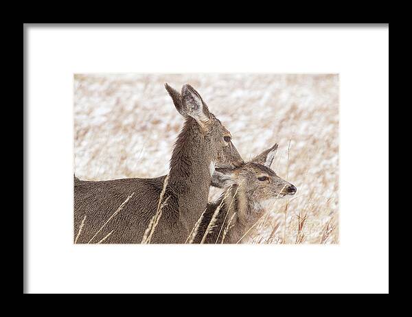 Deer Framed Print featuring the photograph Her Baby Still by Jim Garrison