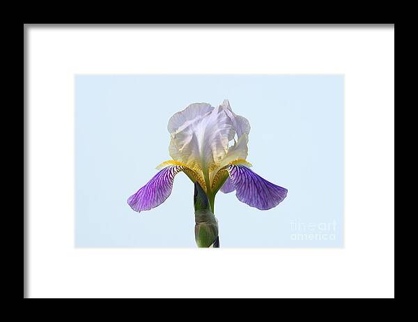 Bearded Iris Framed Print featuring the photograph Her Majesty by Steve Augustin