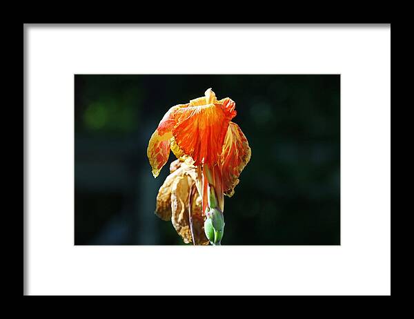 Canna Framed Print featuring the photograph Her Smile Never Dimmed- horizontal by Michiale Schneider