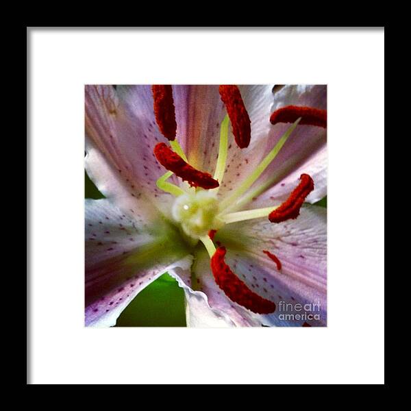 Lily Framed Print featuring the photograph Here I Am by Denise Railey