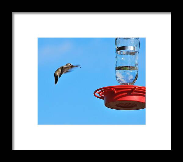 Hummingbird Framed Print featuring the photograph Here I Come by Donna Shahan