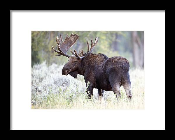 Bull Moose Framed Print featuring the photograph Here's Looking at you Kid by Deby Dixon