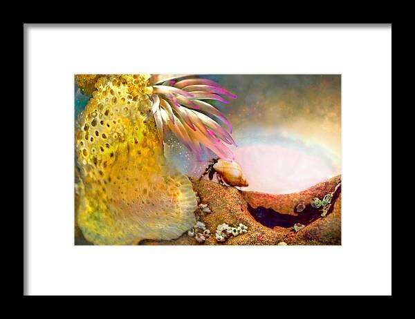 Adria Trail Framed Print featuring the photograph Hermit Crab Landscape by Adria Trail