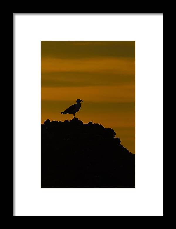 Seagull Framed Print featuring the photograph Hero by Jill Reger