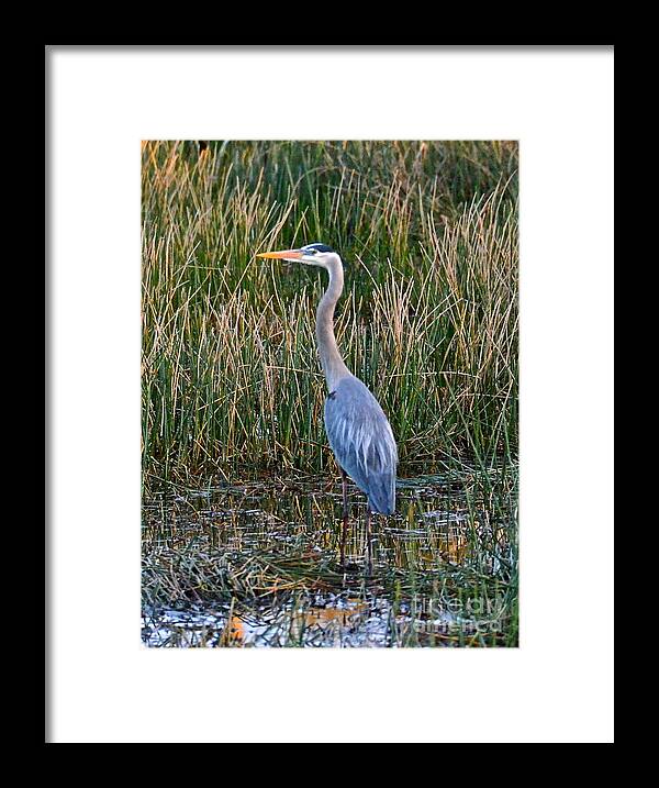 Heron Framed Print featuring the photograph Heron At Sunset by Carol Bradley