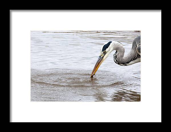 Heron Framed Print featuring the photograph Heron Fishing by Bob Kemp