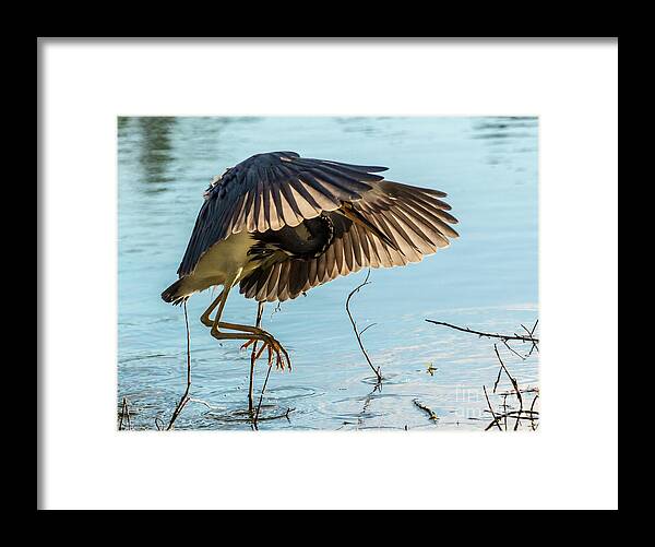Bird Framed Print featuring the photograph Heron Fishing by Jo Ann Gregg