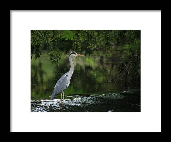 Heron Framed Print featuring the photograph Heron in the Tolka by Martina Fagan