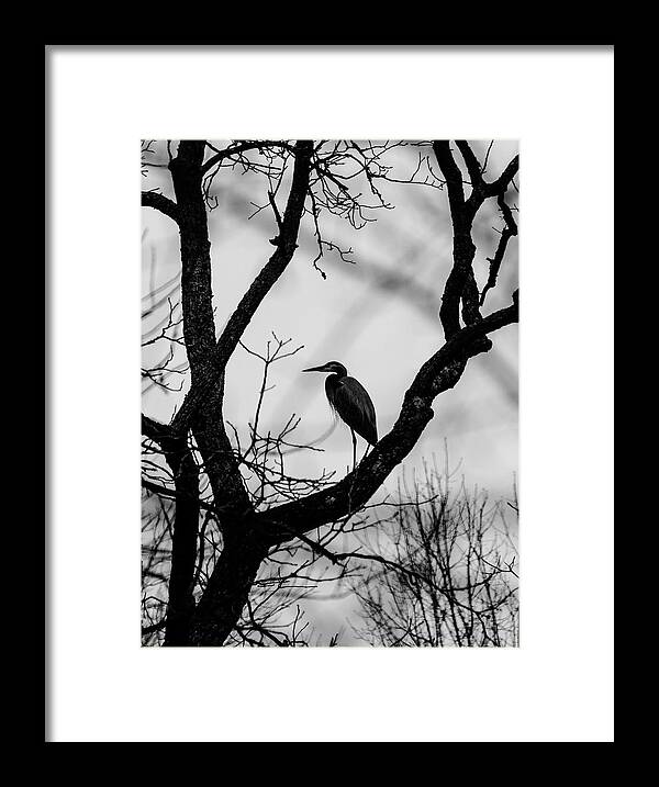 Birds Framed Print featuring the photograph Heron in Tree by Paul Ross
